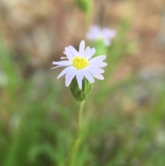 Vittadinia (genus) (Fuzzweed) at Gungahlin, ACT - 25 Oct 2015 by JasonC
