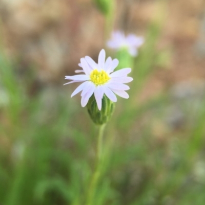 Vittadinia (genus) (Fuzzweed) at Gungahlin, ACT - 25 Oct 2015 by JasonC