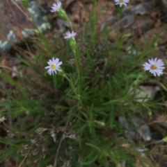 Vittadinia sp. at Gungahlin, ACT - 25 Oct 2015