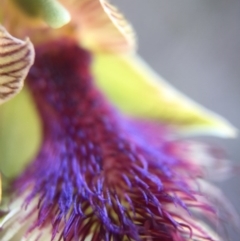 Calochilus platychilus (Purple Beard Orchid) at Black Mountain - 25 Oct 2015 by JasonC