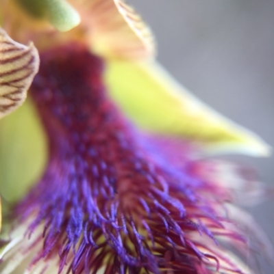 Calochilus platychilus (Purple Beard Orchid) at Black Mountain - 25 Oct 2015 by JasonC