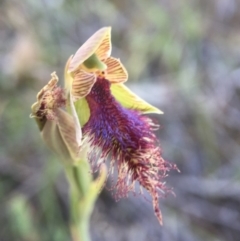 Calochilus platychilus at Canberra Central, ACT - suppressed