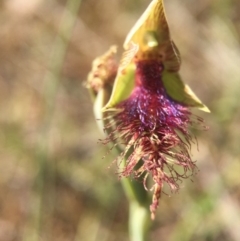 Calochilus platychilus at Canberra Central, ACT - suppressed