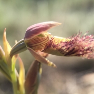 Calochilus platychilus at Canberra Central, ACT - 25 Oct 2015