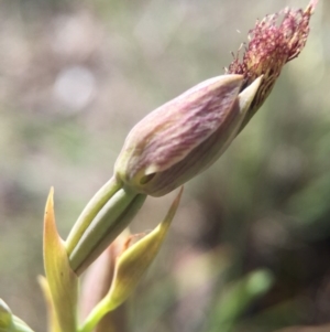 Calochilus platychilus at Canberra Central, ACT - 25 Oct 2015