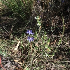 Thelymitra sp. (A Sun Orchid) at Mount Majura - 25 Oct 2015 by petersan