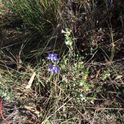Thelymitra sp. (A Sun Orchid) at Mount Majura - 25 Oct 2015 by petersan