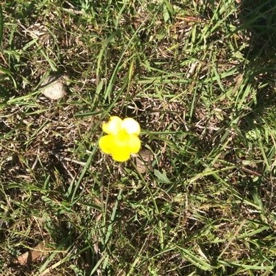 Ranunculus lappaceus at Murrumbateman, NSW - 25 Oct 2015 by Hilary