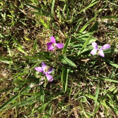 Viola betonicifolia (Mountain Violet) at Nanima, NSW - 25 Oct 2015 by Hilary