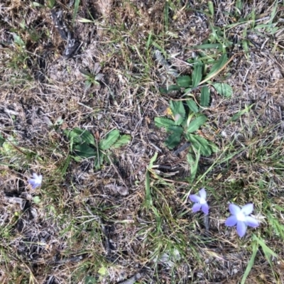 Wahlenbergia sp. (Bluebell) at Nanima, NSW - 25 Oct 2015 by Hilary