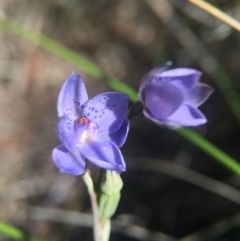 Thelymitra juncifolia (Dotted Sun Orchid) at Black Mountain - 25 Oct 2015 by JasonC