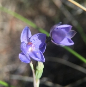 Thelymitra juncifolia at Black Mountain - 25 Oct 2015