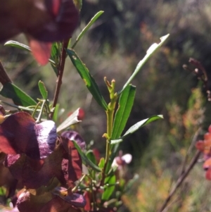 Dodonaea viscosa at Acton, ACT - 25 Oct 2015