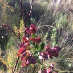 Dodonaea viscosa at Acton, ACT - 25 Oct 2015