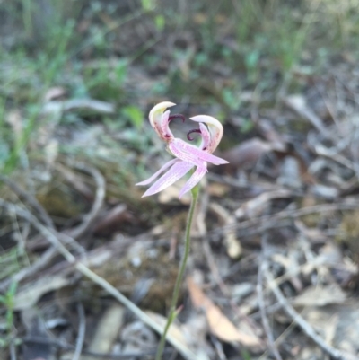 Caladenia congesta (Pink Caps) at Point 38 - 25 Oct 2015 by AaronClausen