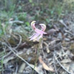 Caladenia congesta (Pink Caps) at Acton, ACT - 25 Oct 2015 by AaronClausen