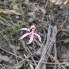 Caladenia congesta (Pink Caps) at Black Mountain - 25 Oct 2015 by AaronClausen