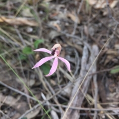 Caladenia congesta (Pink Caps) at Point 38 - 25 Oct 2015 by AaronClausen