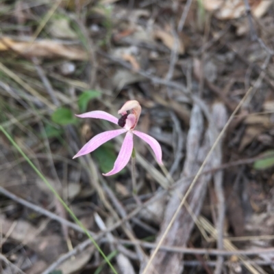 Caladenia congesta (Pink Caps) at Point 38 - 25 Oct 2015 by AaronClausen