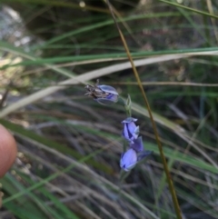 Thelymitra sp. (A Sun Orchid) at Black Mountain - 25 Oct 2015 by AaronClausen
