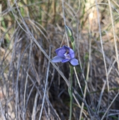 Thelymitra juncifolia (Dotted Sun Orchid) at Black Mountain - 25 Oct 2015 by AaronClausen