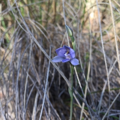 Thelymitra juncifolia (Dotted Sun Orchid) at Acton, ACT - 25 Oct 2015 by AaronClausen