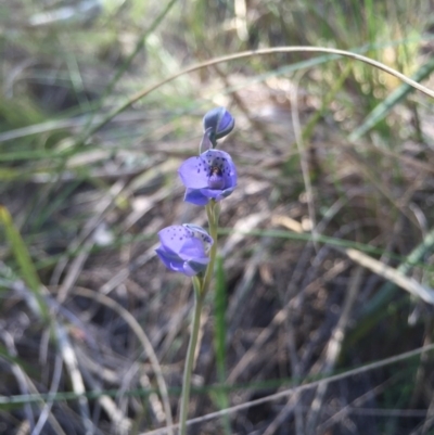 Thelymitra juncifolia (Dotted Sun Orchid) at Black Mountain - 25 Oct 2015 by AaronClausen