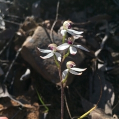 Caladenia cucullata (Lemon Caps) at Black Mountain - 25 Oct 2015 by AaronClausen