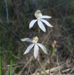 Caladenia moschata (Musky Caps) at Black Mountain - 25 Oct 2015 by AaronClausen