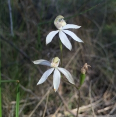 Caladenia moschata (Musky Caps) at Point 38 - 25 Oct 2015 by AaronClausen