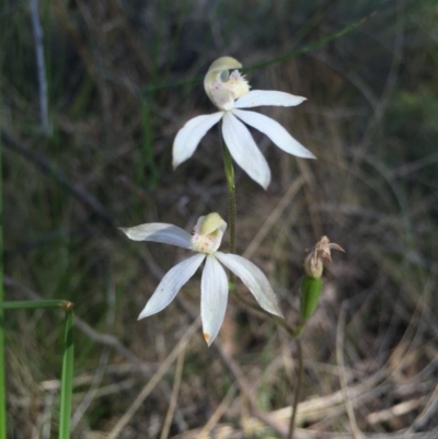 Caladenia moschata (Musky Caps) at Black Mountain - 25 Oct 2015 by AaronClausen