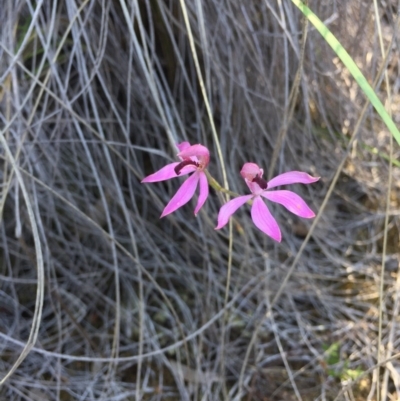 Caladenia congesta (Pink Caps) at Acton, ACT - 25 Oct 2015 by AaronClausen