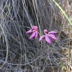 Caladenia congesta (Pink caps) at Point 38 - 25 Oct 2015 by AaronClausen