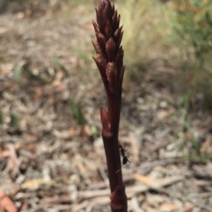 Dipodium roseum at Gungaderra Grasslands - 25 Oct 2015