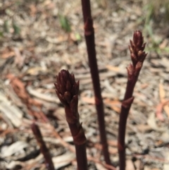 Dipodium roseum at Gungaderra Grasslands - 25 Oct 2015