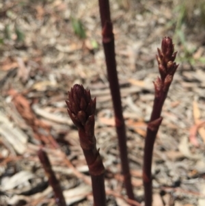 Dipodium roseum at Gungaderra Grasslands - 25 Oct 2015