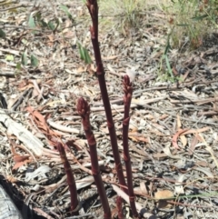 Dipodium roseum at Gungaderra Grasslands - 25 Oct 2015