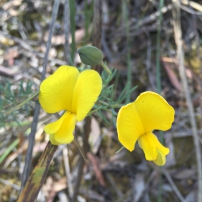 Gompholobium huegelii (pale wedge–pea) at Gungahlin, ACT - 25 Oct 2015 by AaronClausen