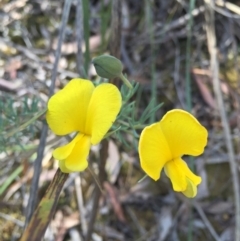 Gompholobium huegelii (Pale Wedge Pea) at Gungahlin, ACT - 25 Oct 2015 by AaronClausen