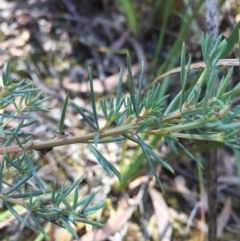 Gompholobium huegelii at Gungahlin, ACT - 25 Oct 2015 07:10 PM