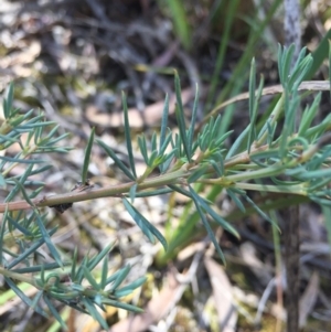 Gompholobium huegelii at Gungahlin, ACT - 25 Oct 2015