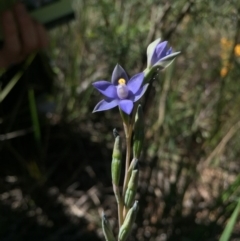Thelymitra peniculata (Blue Star Sun-orchid) at Gungaderra Grasslands - 25 Oct 2015 by AaronClausen