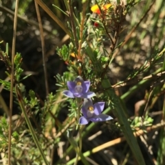 Thelymitra pauciflora (Slender Sun Orchid) at Gungahlin, ACT - 25 Oct 2015 by AaronClausen