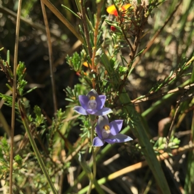 Thelymitra pauciflora (Slender Sun Orchid) at Gungahlin, ACT - 25 Oct 2015 by AaronClausen