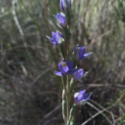 Thelymitra peniculata (Blue Star Sun-orchid) at Gungahlin, ACT - 25 Oct 2015 by AaronClausen