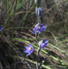 Thelymitra peniculata at Gungahlin, ACT - 25 Oct 2015