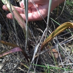 Thelymitra peniculata at Gungahlin, ACT - 25 Oct 2015