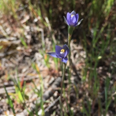 Thelymitra pauciflora (Slender Sun Orchid) at Gungahlin, ACT - 25 Oct 2015 by AaronClausen