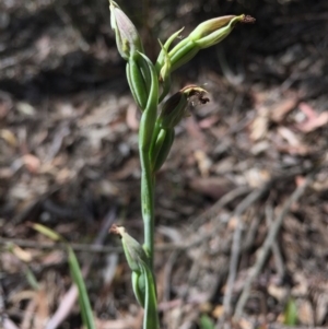 Calochilus platychilus at Gungahlin, ACT - suppressed