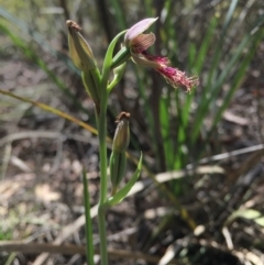 Calochilus platychilus (Purple Beard Orchid) at Gungahlin, ACT - 25 Oct 2015 by AaronClausen